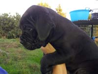 cucciolo cane corso nero